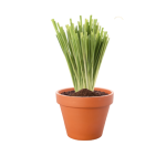 Citronnelle