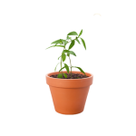 Variété de café vert (Herbe Puante)