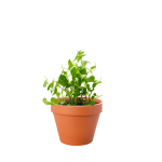 Herbe Couresse